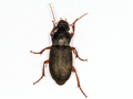 Harpalus rufipes